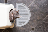 Litter Boxes