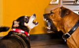Anti Dog Barking Devices