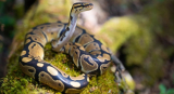 Ball Python Humidifiers