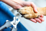 Dog Nail Clippers