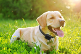 Dog Fences