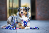 Dog Harnesses