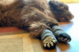 Dog Socks to Prevent Licking