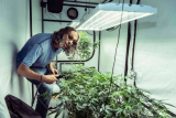 Weed Growing Kits