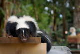 Skunk Repellents