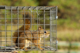 Squirrel Traps
