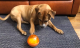 Vibrant Dog Toys